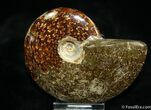 Inch Polished Ammonite From Madagascar #1919-1